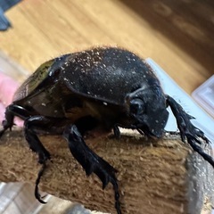 ヘラクレス(メテオ血統)メス単の画像