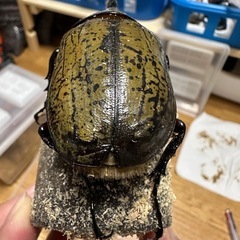 ヘラクレス(レッドアイ)オス単の画像