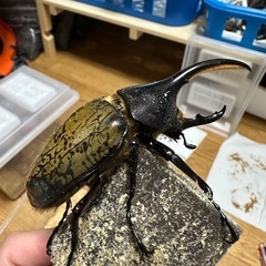 ヘラクレス(レッドアイ)オス単の画像
