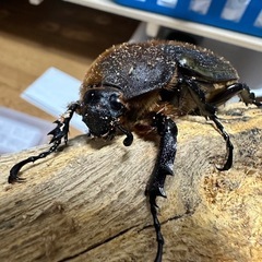 ヘラクレス　メス単の画像