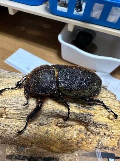 【予約済み】ヘラクレス　メス7引き、オス3匹