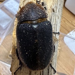 ヘラクレス　メス単の画像
