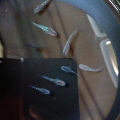 検討中　　メダカ　サファイアの稚魚、幼魚　　　の画像