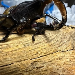 ヘラクレス(レッドアイ)オス単の画像