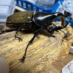 ヘラクレス(レッドアイ)オス単の画像