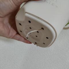ポトス　観葉植物①の画像