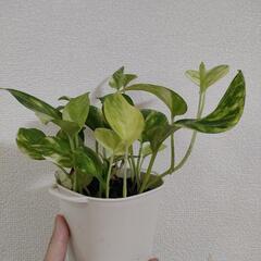 ポトス　観葉植物①の画像