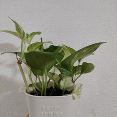 ポトス　観葉植物①の画像