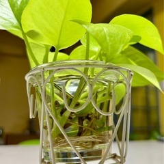 観葉植物　ポトスの画像