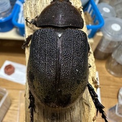 ヘラクレス(レッドアイ)メス単の画像