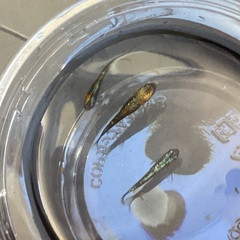 (決まりました)   驚安❗️ メダカ　草餅　雄2雌1の画像