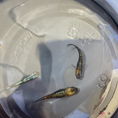 (決まりました)   驚安❗️ メダカ　草餅　雄2雌1の画像