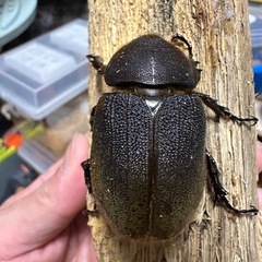 ヘラクレス(レッドアイ)メス単の画像