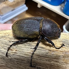 ヘラクレス(レッドアイ)メス単の画像