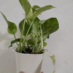 ポトス　観葉植物②の画像
