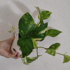 ポトス　観葉植物②の画像