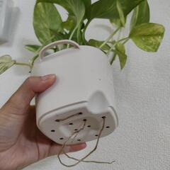 ポトス　観葉植物②の画像