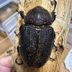 ヘラクレス　メス単の画像