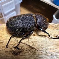 ヘラクレス　メス単の画像