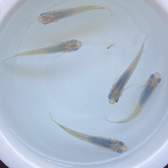 驚安❗️ メダカ　深海　雄2雌3の画像
