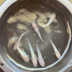 (決まりました) 驚安❗️ メダカ　ピンクサファイア　めだかの館様血統　雄3雌4の画像