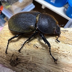 ヘラクレス(レッドアイ)メス単の画像