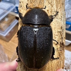 ヘラクレス(レッドアイ)メス単の画像