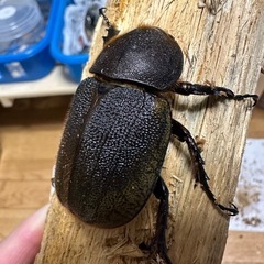 ヘラクレス(レッドアイ)メス単の画像