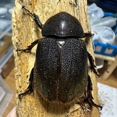 ヘラクレス(レッドアイ)メス単の画像