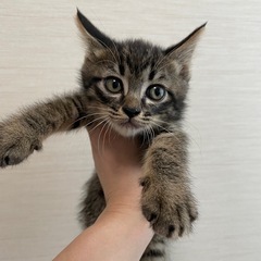 キジトラの子猫(首輪：黄色)