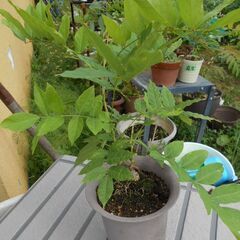 藤の木 　小鉢の画像