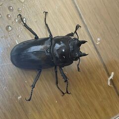 【T様リクエスト出品】ババオウゴンオニクワガタ ペアの画像