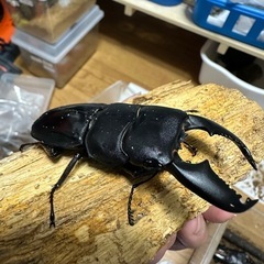 スマトラ(ひろ×世子血統)オス単の画像