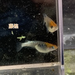 親メダカペアの画像