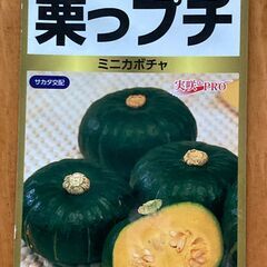 ミニカボチャ　栗っプチの画像