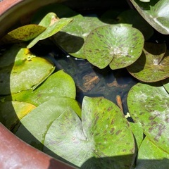 メダカ壺　温帯睡蓮　土サービスの画像