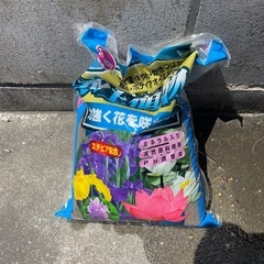 メダカ壺　温帯睡蓮　土サービスの画像
