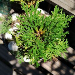 イワヒバ　Yの画像