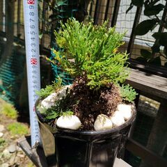 イワヒバ　Yの画像