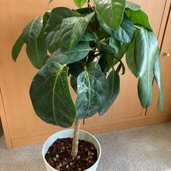 お譲り決定しました。希少品種　観葉植物 3点 シェフレラ マルコ 、 アルパイン　フレボシア ニコラスダイヤモンド シダ　 の画像
