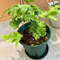 お譲り決定しました。希少品種　観葉植物 3点 シェフレラ マルコ 、 アルパイン　フレボシア ニコラスダイヤモンド シダ　 の画像
