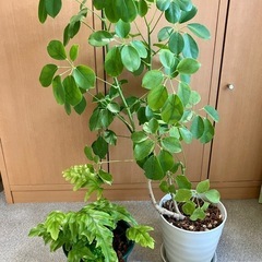 お譲り決定しました。希少品種　観葉植物 3点 シェフレラ マルコ 、 アルパイン　フレボシア ニコラスダイヤモンド シダ　 の画像