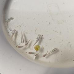 みゆき系メダカ成魚と稚魚セットの画像