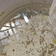 みゆき系メダカ成魚と稚魚セットの画像