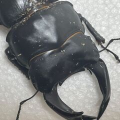 【新成虫・後食済み・サービスペア】中原DNA血統　国産オオクワガタ　新成虫ペア　♂は今期最大個体の画像