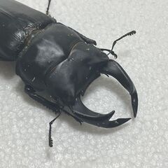 【新成虫・後食済み・サービスペア】中原DNA血統　国産オオクワガタ　新成虫ペア　♂は今期最大個体の画像