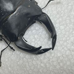【新成虫・後食済み・サービスペア】中原DNA血統　国産オオクワガタ　新成虫ペア　♂は今期最大個体の画像