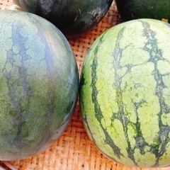 【早く引き渡しが出来る方限定‼️】スイカ🍉の画像