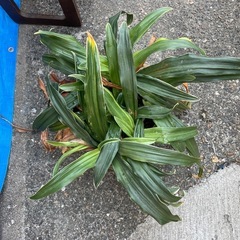 観葉植物差し上げます。の画像