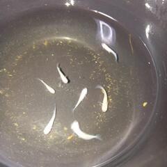 検討中　　メダカ　煌めきの稚魚、幼魚の画像